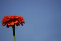 Lone Beauty