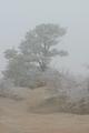 Daniel's Fog