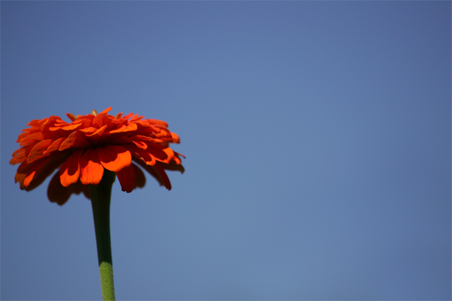Lone Beauty
