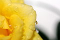 Drops on Rose