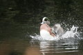 Duck Bath 