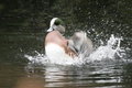 Duck Bath #2 