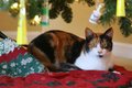 Cat under tree 