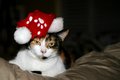 Cat in Hat