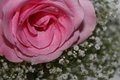 Pink Rose 