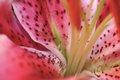 lily macro 2