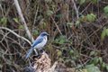 Blue bird 