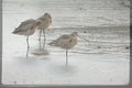 overlaygulls.jpg