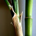 Bamboo 1