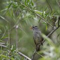 A Little Bird