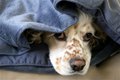 Trying to Hide