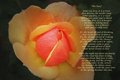 The Rose