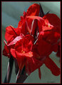 Red Flower