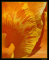 Yellow Flower