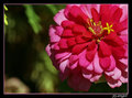 Pink Flower