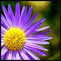 Purple daisies
