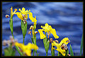 yellow iris