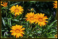 San Diego Daisies
