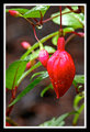 fuschia