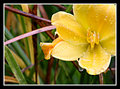 Yellow Lily