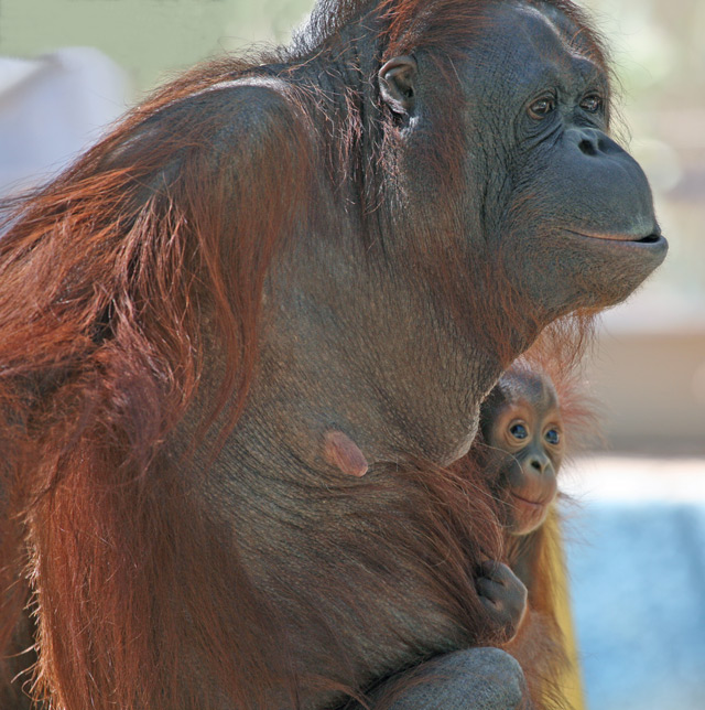 Baby Orangutan