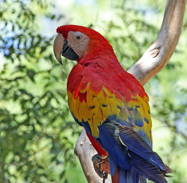 Red McCaw