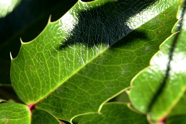 Veins of a leaf