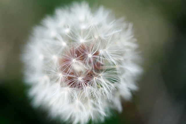 A Dandelion Clock