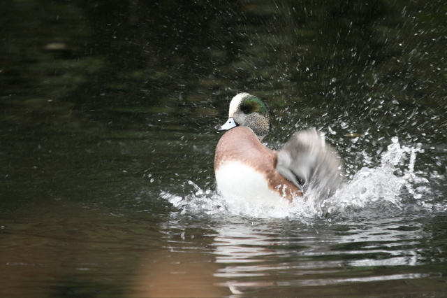 Duck Bath 