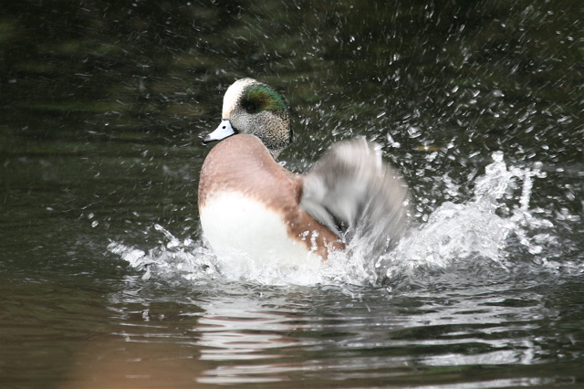 Duck Bath #2 