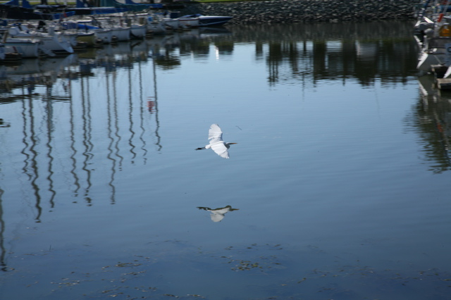 egret