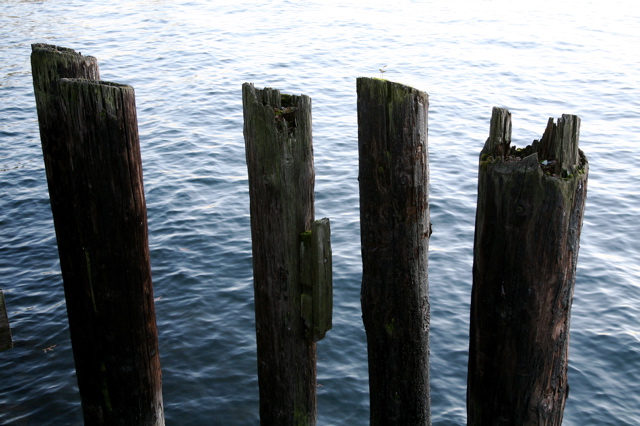 stumps.jpg