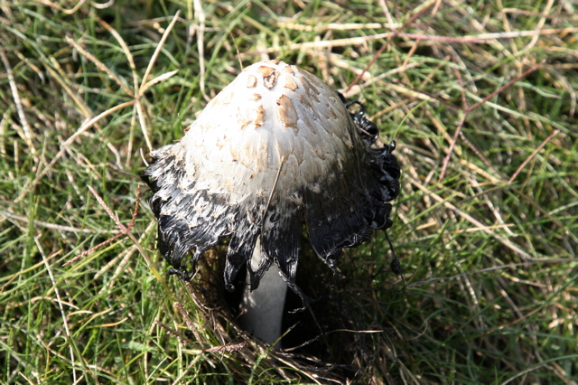 mushroom.jpg