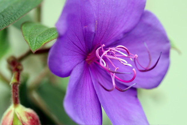 purple flower.jpg