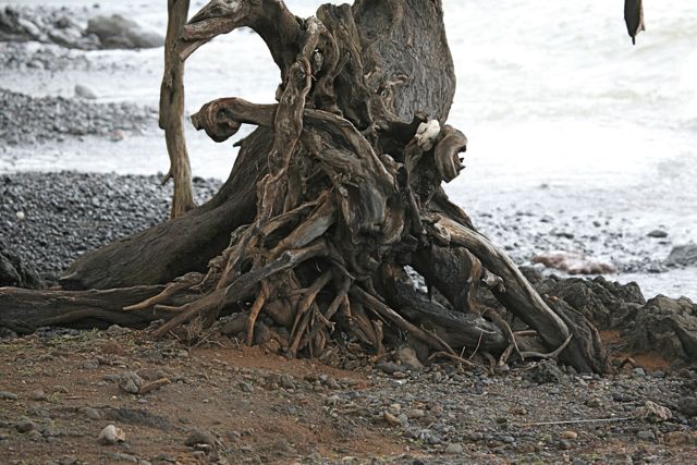 Tree Roots