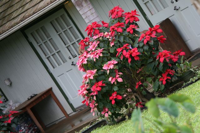 Growing wild on Maui
