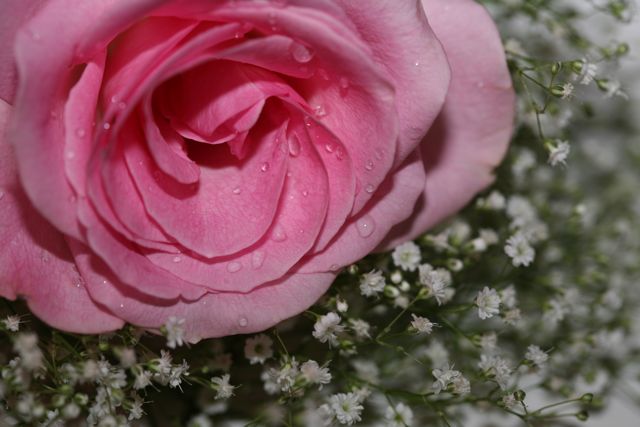 Pink Rose 