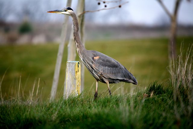 Heron 1