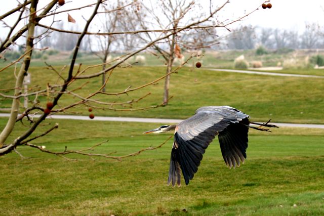 Heron 2