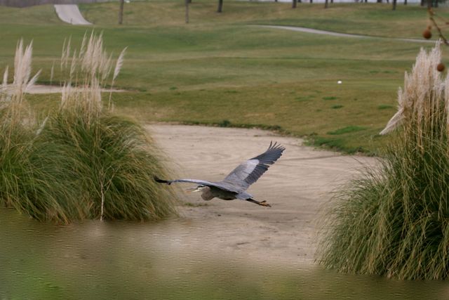 Heron 3