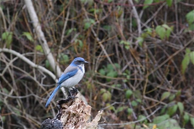 Blue bird 