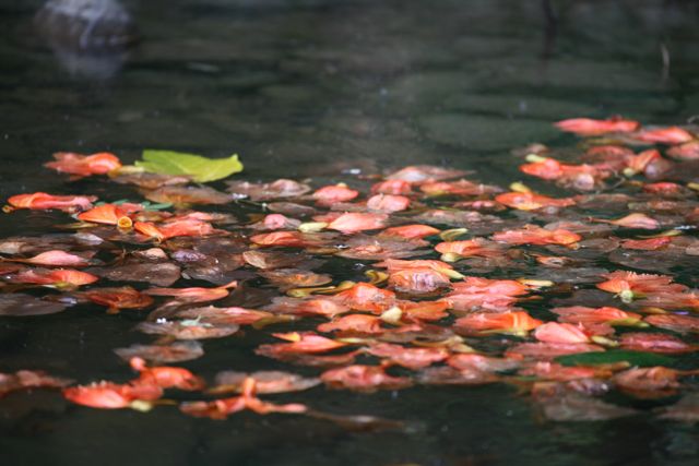 orangeleaves
