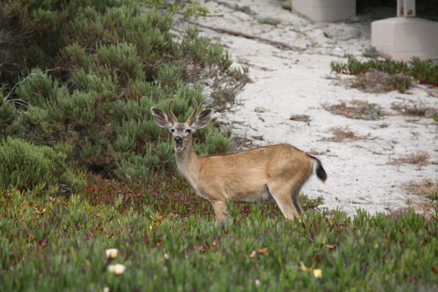 deer