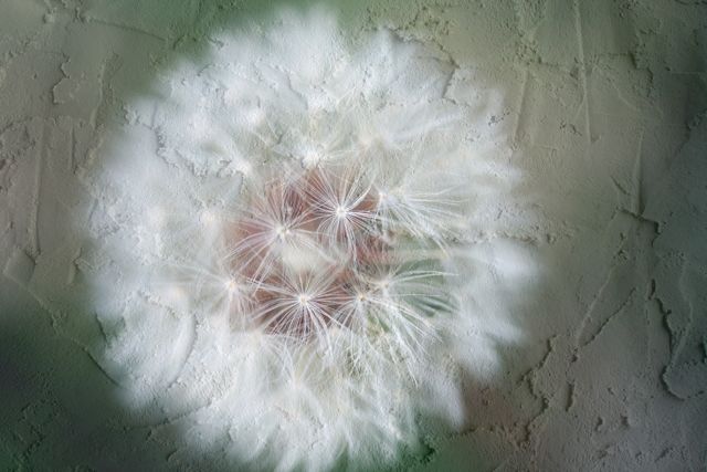 dandelion