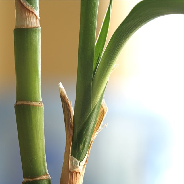 Bamboo 3