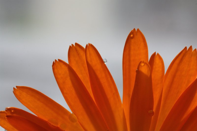 daisy 2