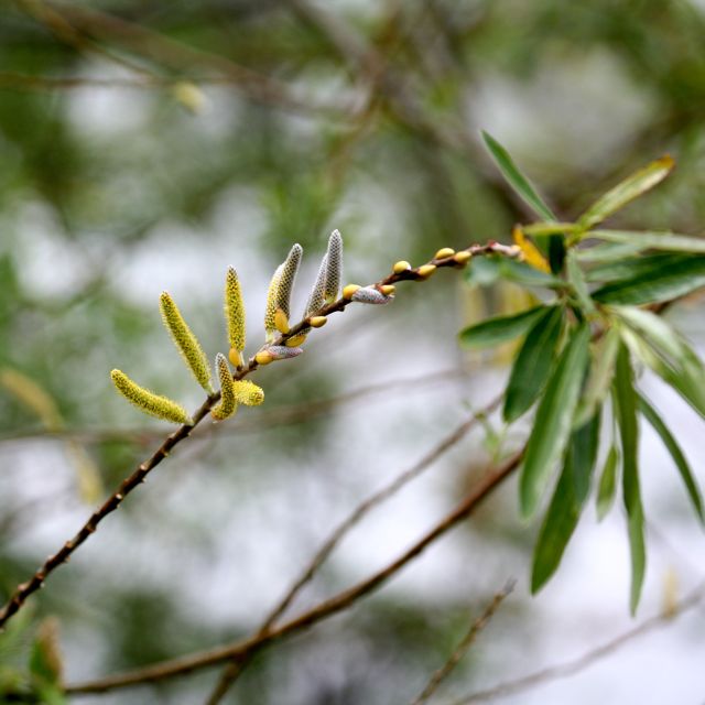 Here Comes Spring