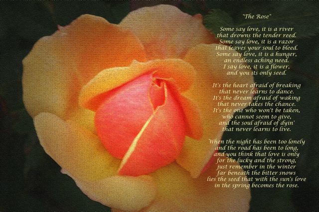 The Rose