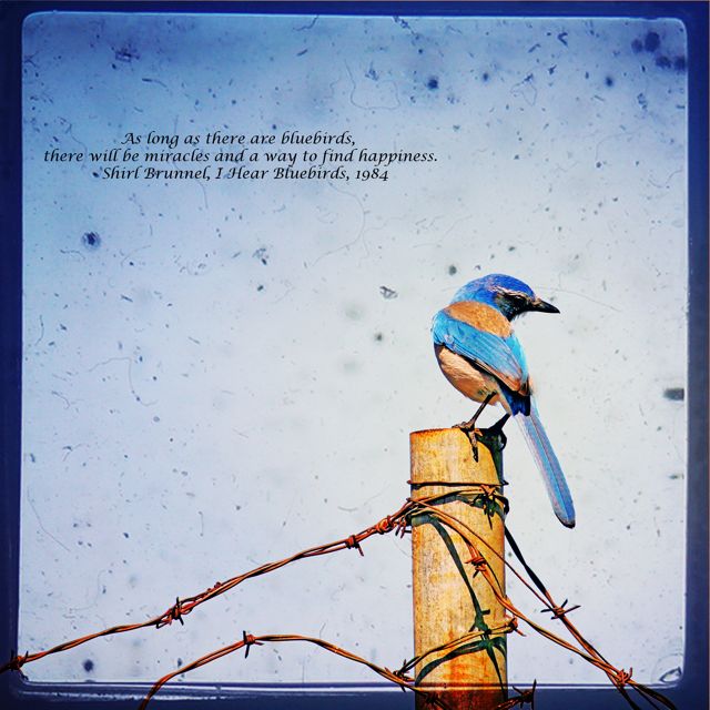 Bluebird-6