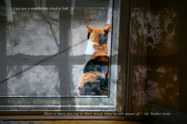 The Cat-9